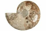 Bargain, Daisy Flower Ammonite (Choffaticeras) - Madagascar #191237-5
